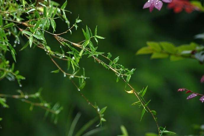 有关描写竹子的诗句古诗大全,关于竹子的诗句古诗及注释