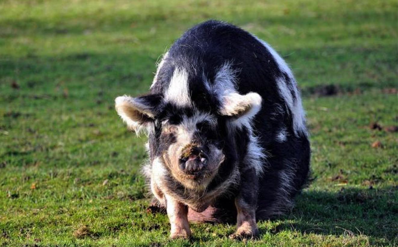 兽医水肿,治猪水肿最快的方法怎么喂药