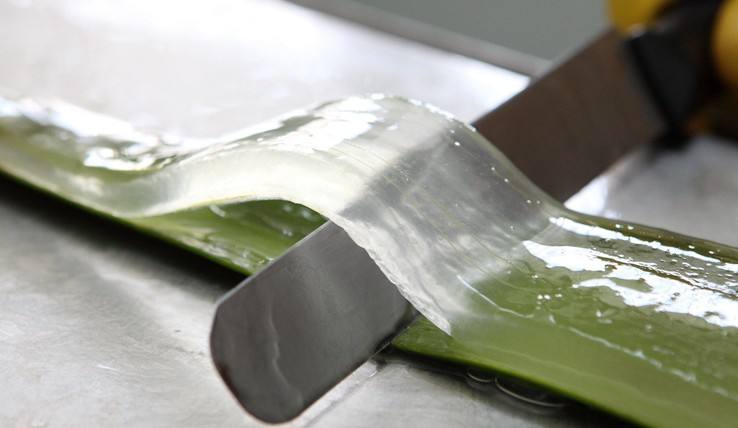 芦荟有毒,可食用芦荟吃了有毒吗