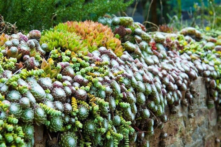 裸根苗冬天怎么养,裸根过冬