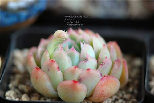 裸根苗冬天怎么养,裸根过冬