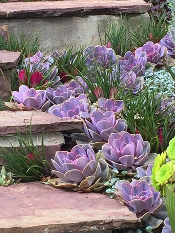 裸根苗冬天怎么养,裸根过冬