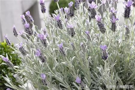 新手适合养的10种花花期长,适合懒人在家养的10种花