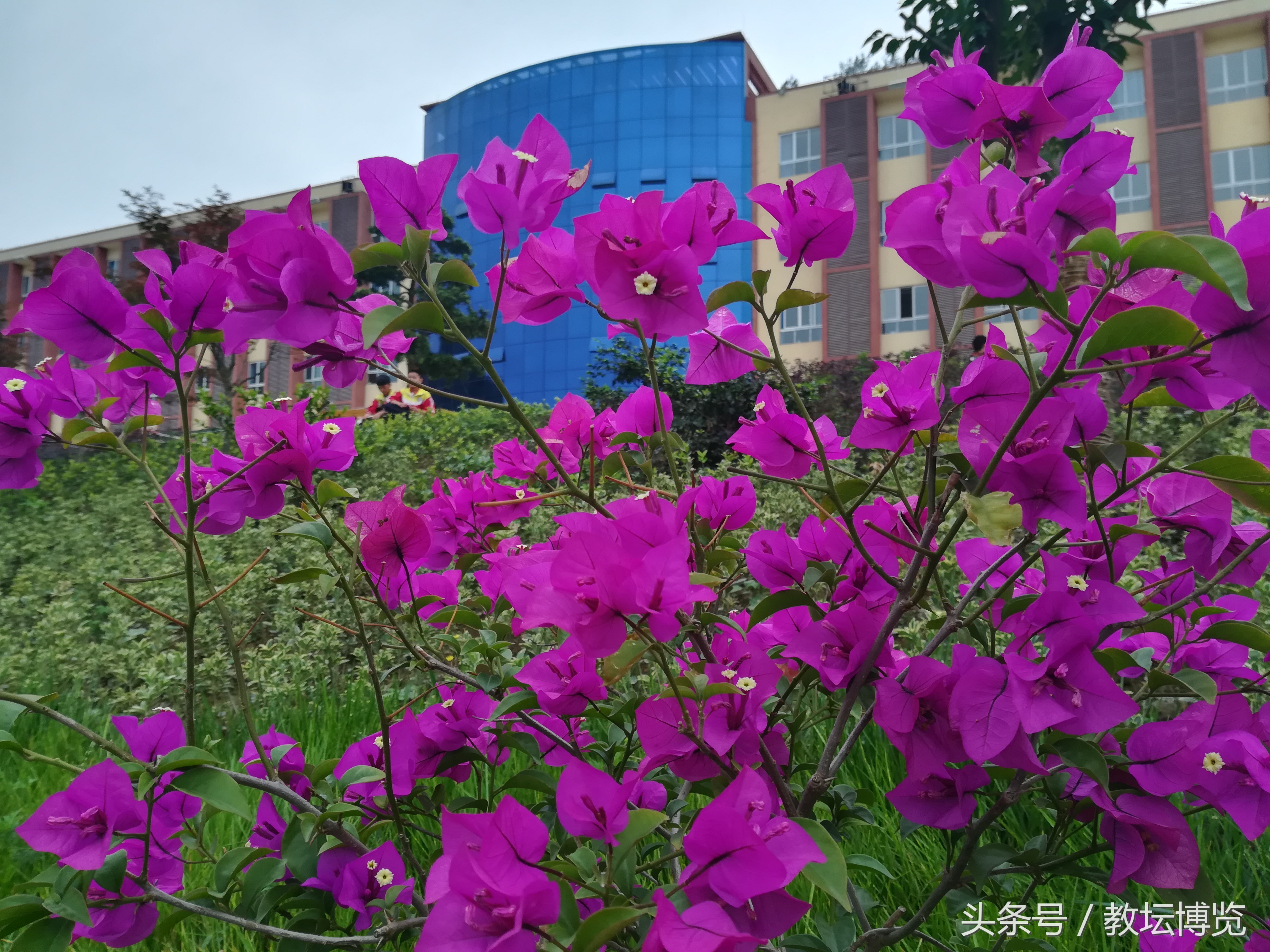 陈迹诗词,陈迹诗品