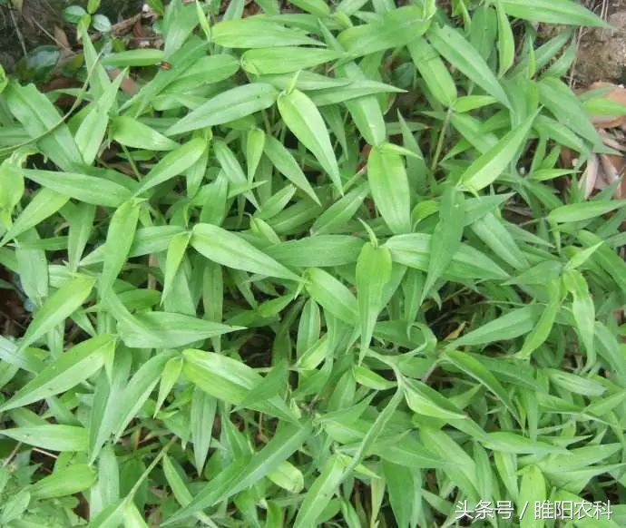 我国玉米田恶性杂草的发生,玉米地杂草图及防治方法