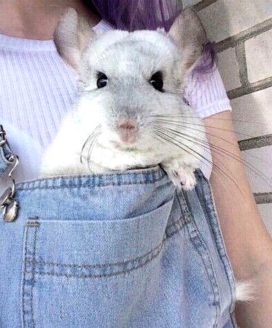 1997年领养的怎么办领养证,领养龙猫怎么培养