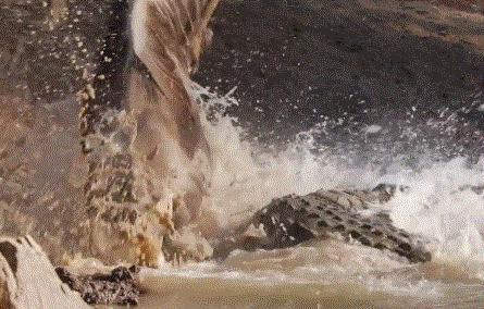 假期一定要给孩子看的20部纪录片,12部适合和孩子一起看的纪录片