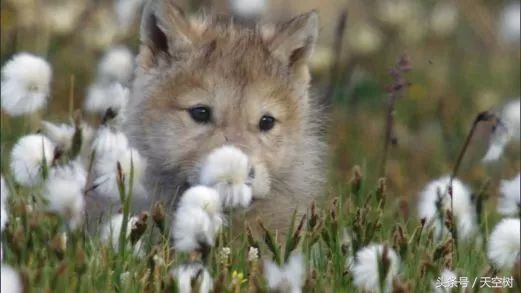 假期一定要给孩子看的20部纪录片,12部适合和孩子一起看的纪录片