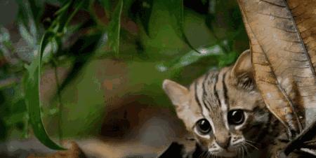 假期一定要给孩子看的20部纪录片,12部适合和孩子一起看的纪录片