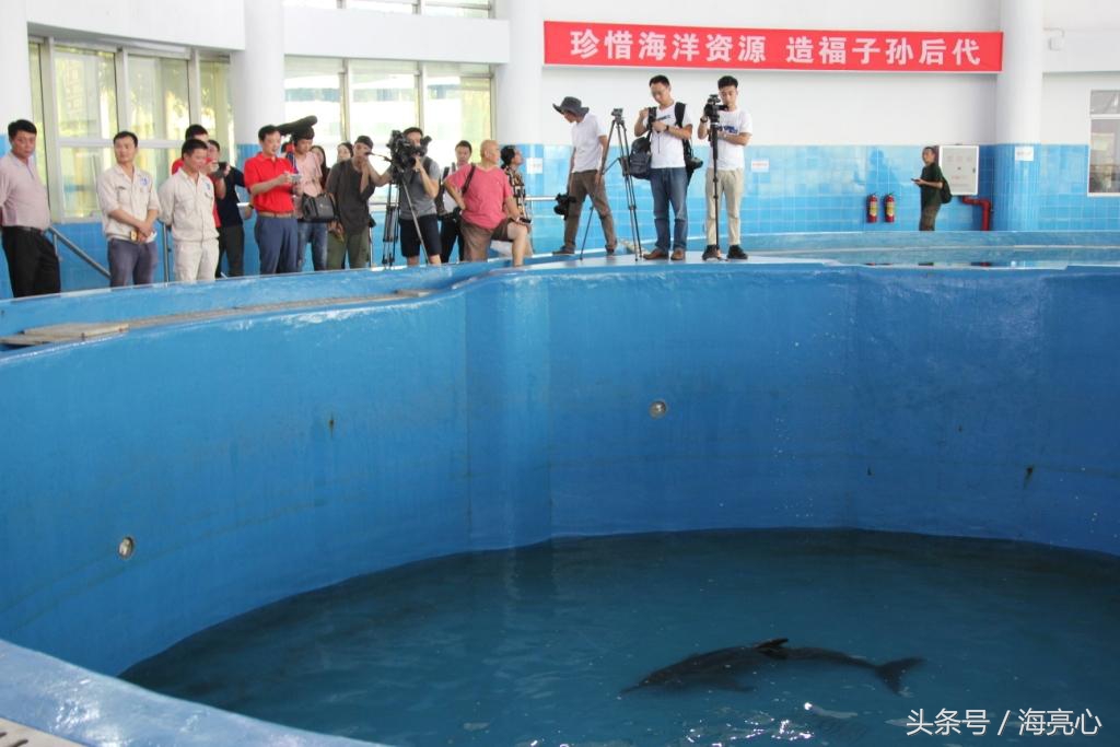 白海豚搁浅,如何救搁浅海豚