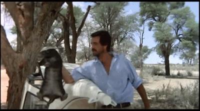 平头哥蜜獾你见过吗,蜜獾平头哥有没有人养