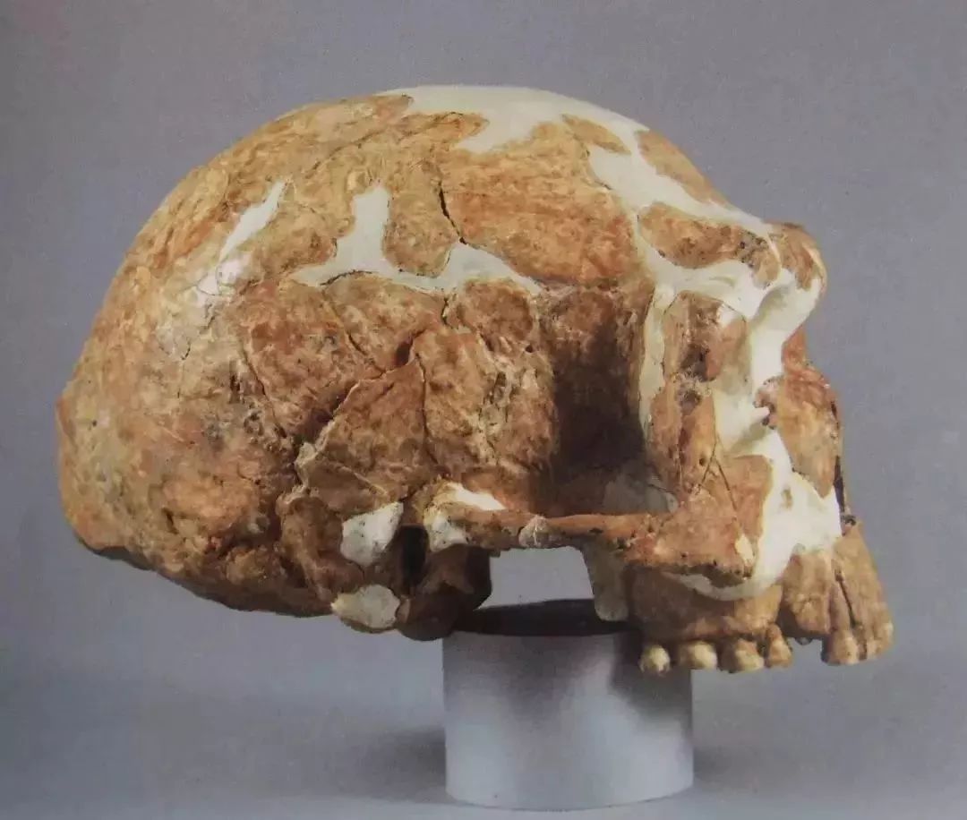 北大生日快乐 (北大生日会)