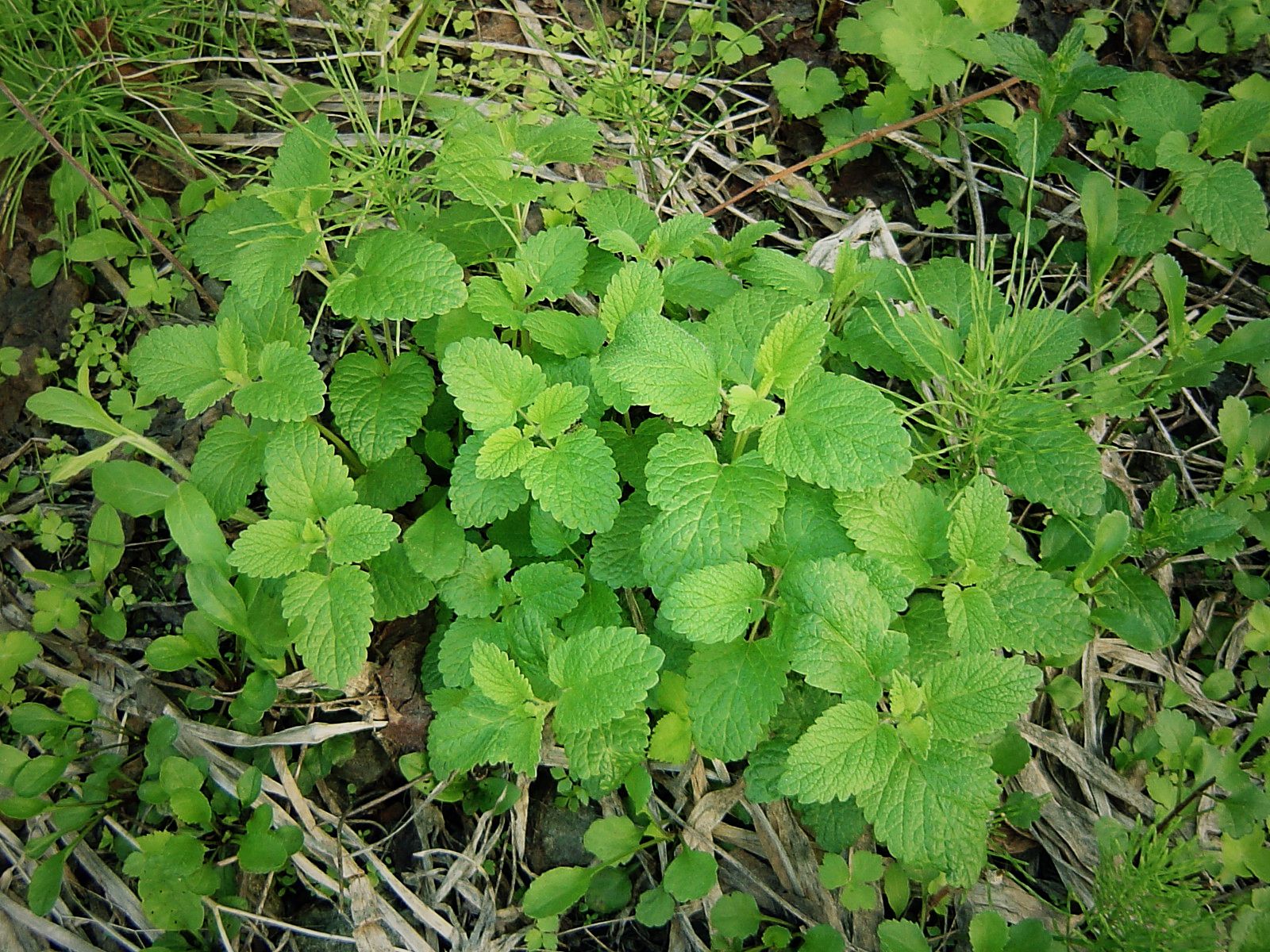 能杀虫的野草有哪些,农村防蚊虫的植物有哪些