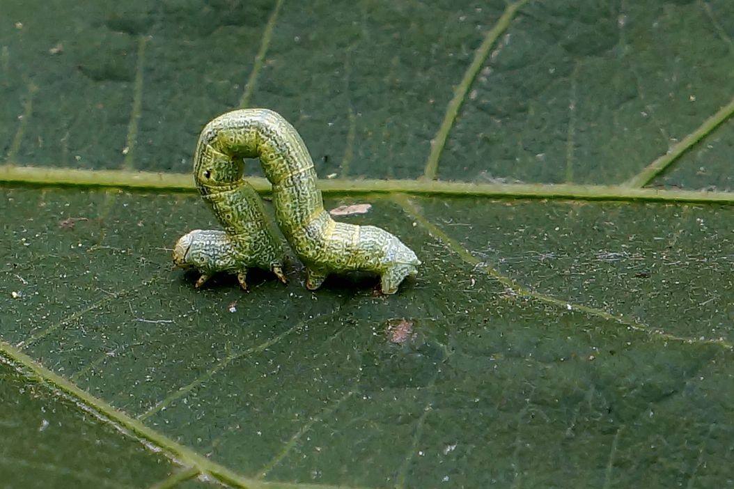 能杀虫的野草有哪些,农村防蚊虫的植物有哪些