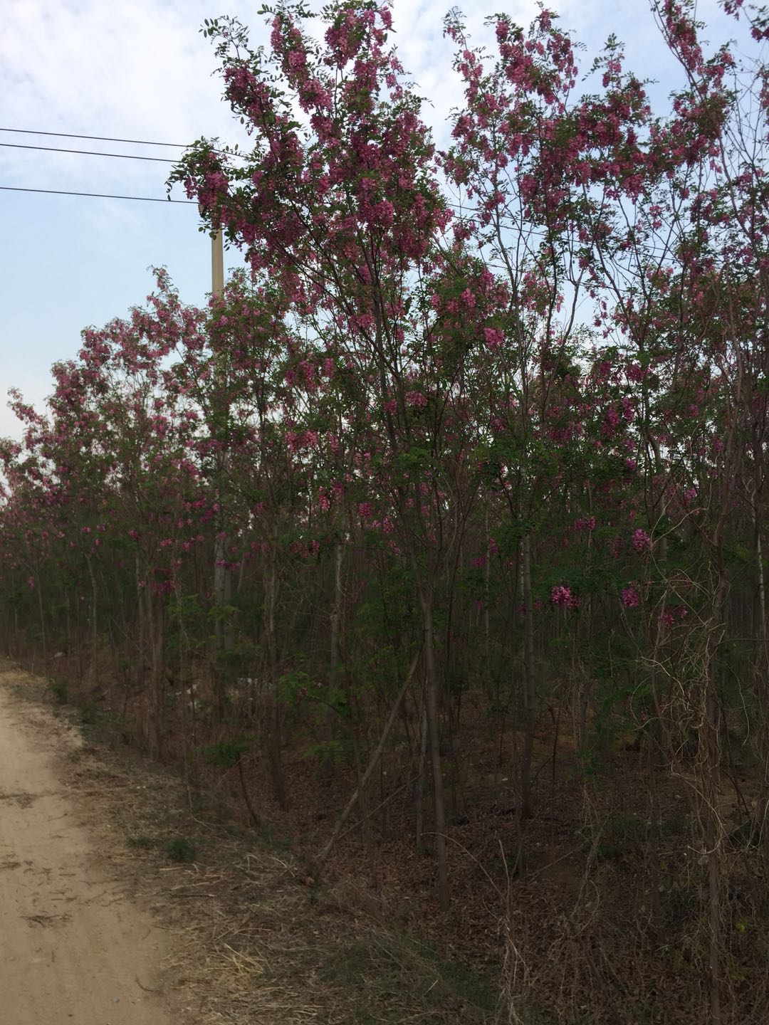 绿化苗木香花槐,香花槐行道树
