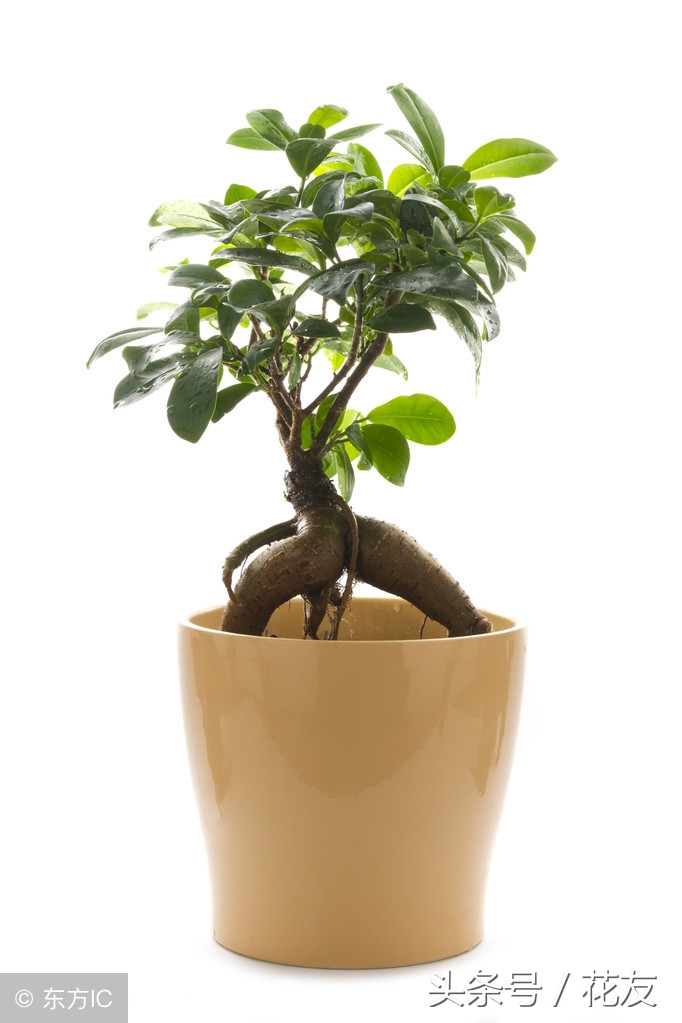 人参榕的种植方法视频,人参榕盆景三十二造型图册