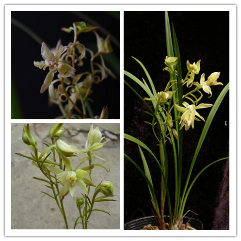 建兰奇花价格及图片大全,盆栽建兰三大奇花