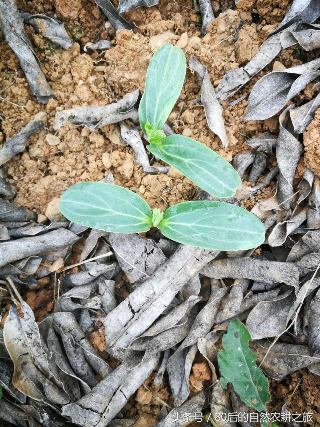 蔬菜种子发芽后几天浇一次水,蔬菜种子如何处理才能发芽
