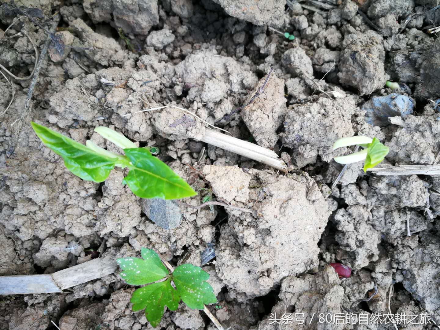 蔬菜种子发芽后几天浇一次水,蔬菜种子如何处理才能发芽