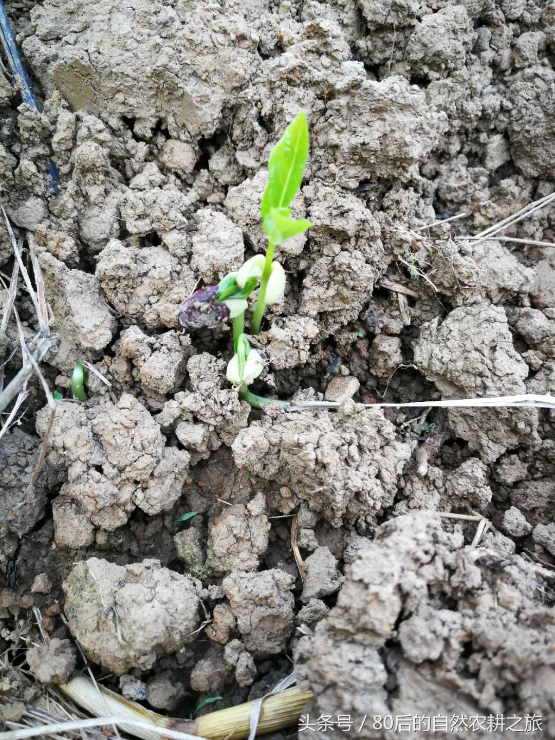 蔬菜种子发芽后几天浇一次水,蔬菜种子如何处理才能发芽