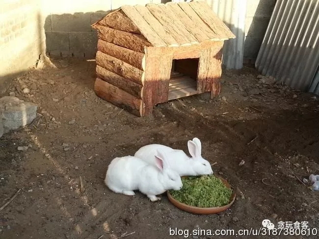 北京有哪些亲子农庄,北京市周边亲子农庄小动物