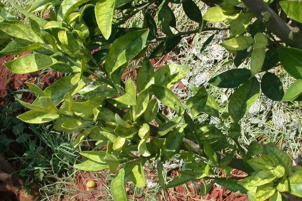 柑橘树常见的几种病,柑橘树得了什么病症状