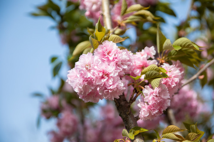 滁州花博园秋景,秋天滁州花博园图片