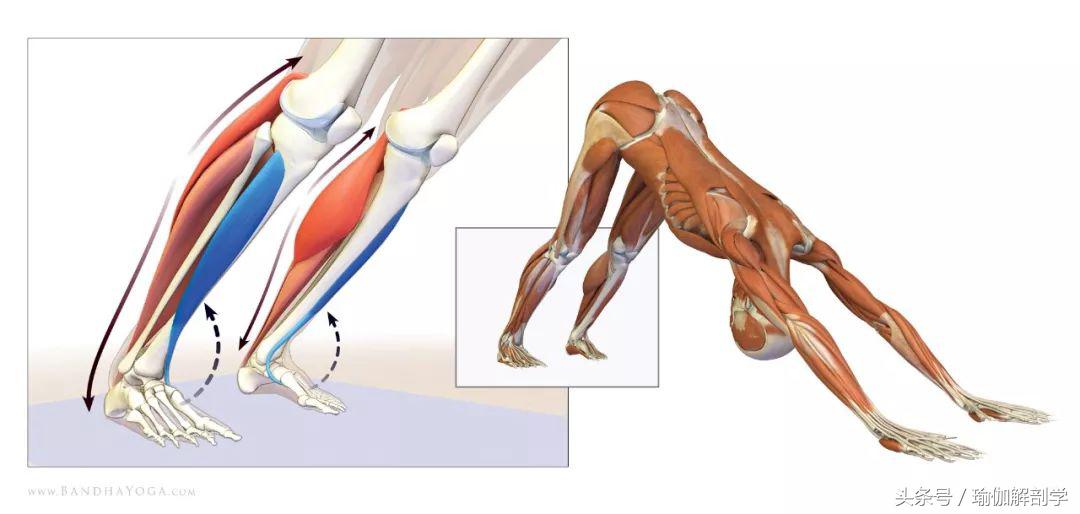 瑜伽下犬式基本功,下犬式瑜伽体式为什么重要