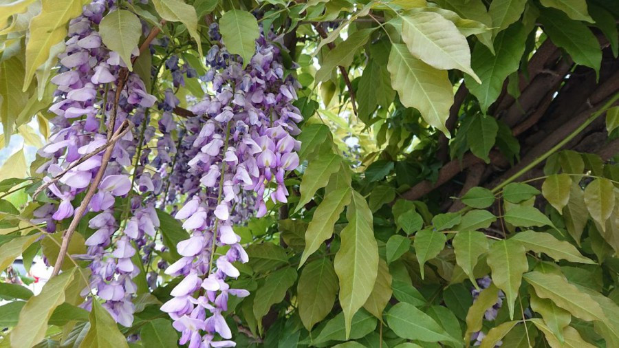 现在买索尼手机xperia1ii值得吗,能不能买索尼xperia1iii