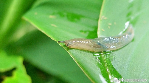 不同颜色鼻涕，代表不同的健康秘密