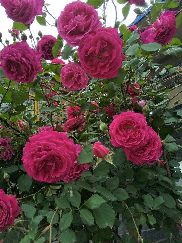 月季得了叶枯病，两招就搞定，防病不含糊