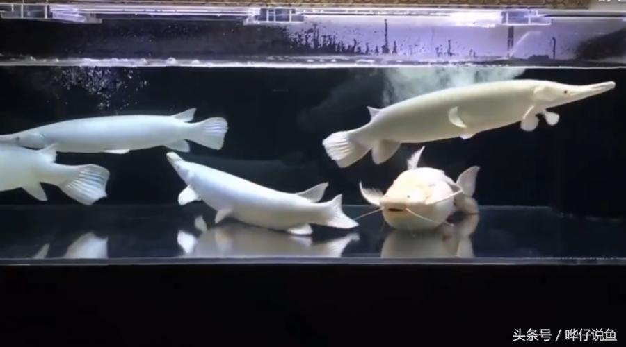 好可爱的鱼是什么品种,好可爱的鱼