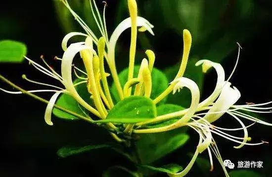 风景如画的故乡美景令人陶醉,金银花美景