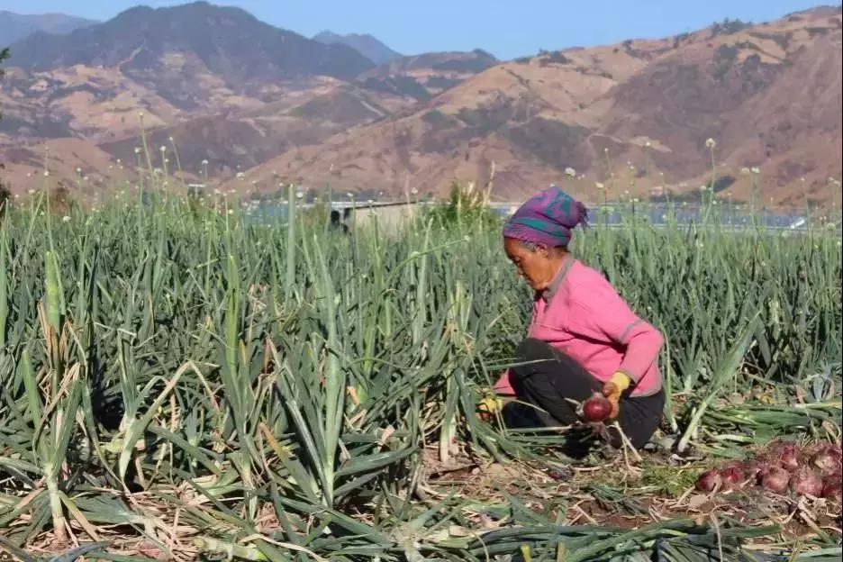西昌20万吨洋葱在等待,与政府一起发力,别让洋葱相信眼泪!