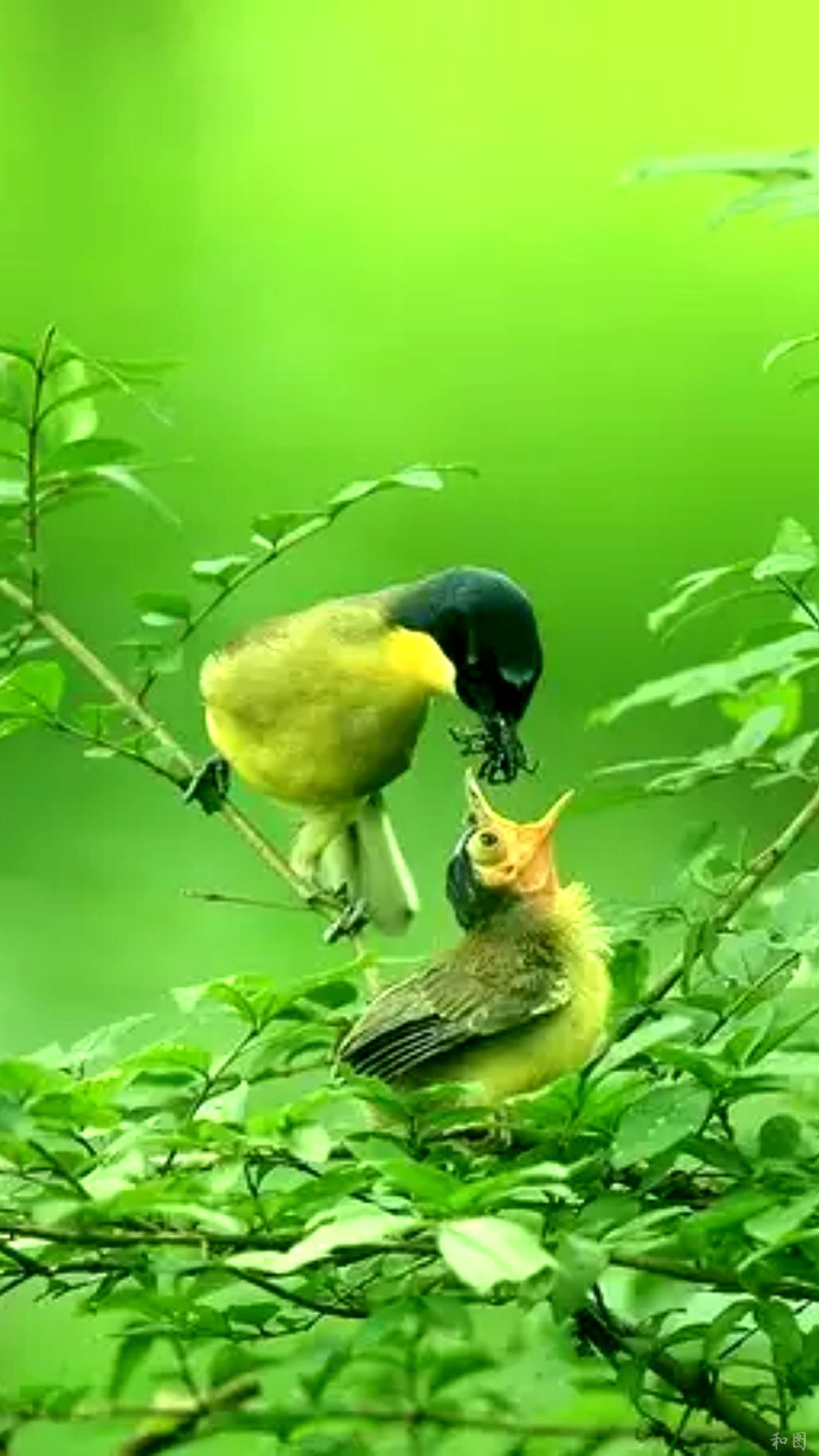 塞尔达传说旷野之息精美手机壁纸,王鸥精美手机壁纸