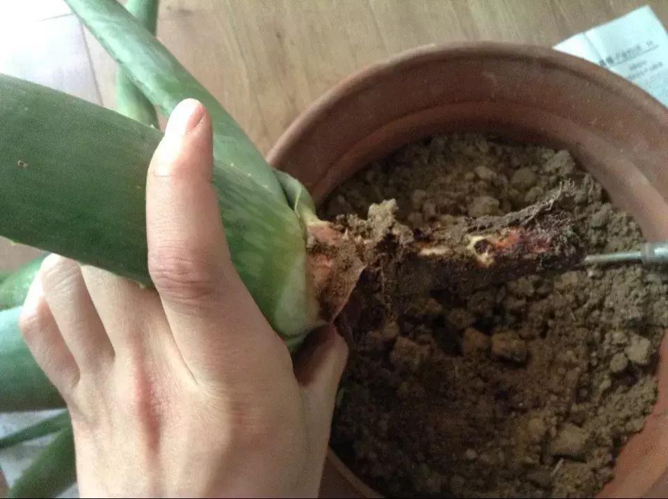 芦荟烂根叶子全掉了怎么能救活,芦荟烂根怎么补救最快