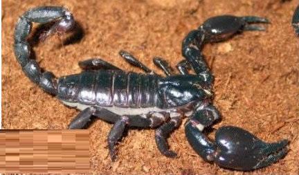 十大又恐怖又特别毒的灭绝虫子,世界上最毒的昆虫黑寡妇