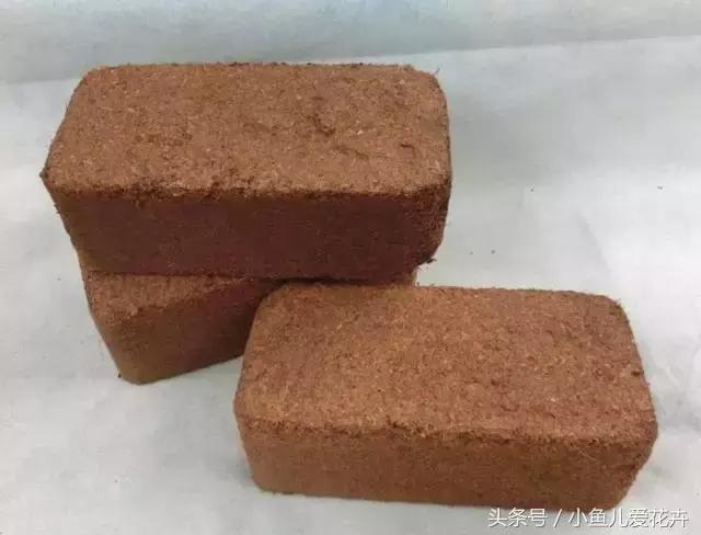 新手养肉肉最好用什么土,新手养肉配土