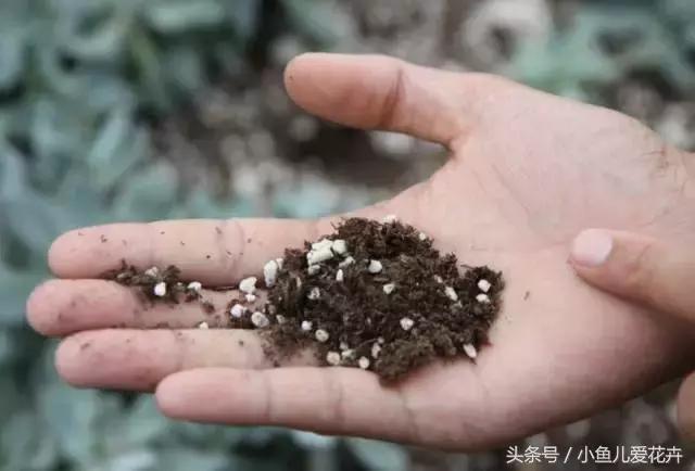 新手养肉肉最好用什么土,新手养肉配土