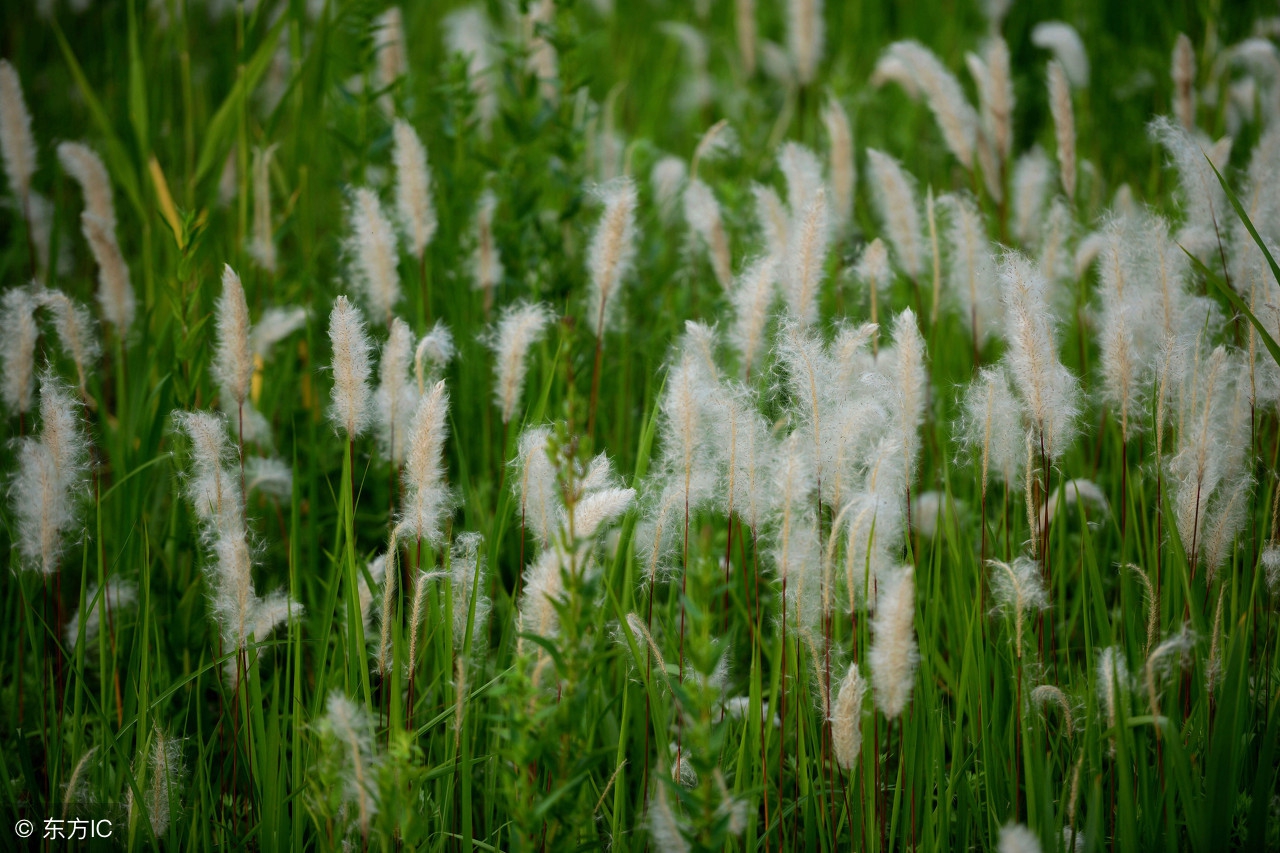 别把狗狗当玩具它们也是有生命的,毛毛狗是啥植物