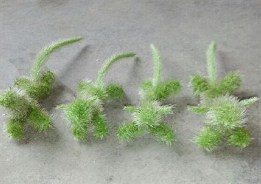 别把狗狗当玩具它们也是有生命的,毛毛狗是啥植物