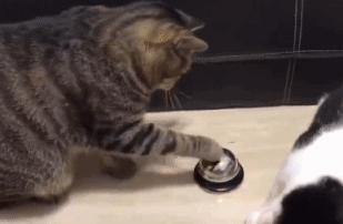 猫咪一直闻食物但是不吃,猫咪突然对它常吃的东西不感兴趣