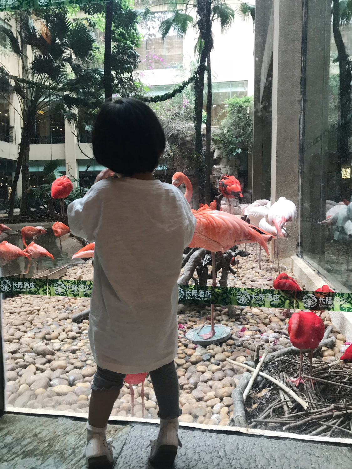 广州长隆熊猫酒店套票攻略,番禺长隆野生动物酒店住宿攻略