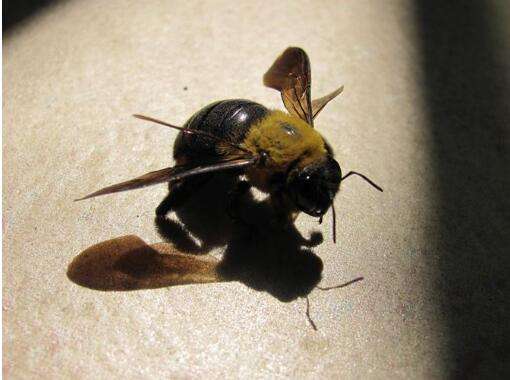 被蜜蜂蛰了怎么处理蚂蚁森林,被蜜蜂蛰了怎么处理消肿最快