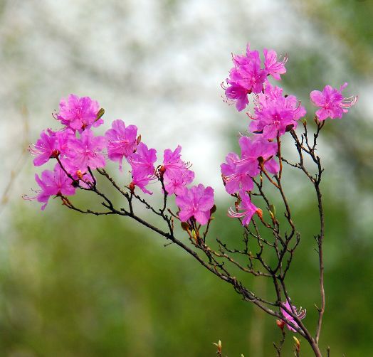 魏子昌经典诗词,魏子昌律诗全集