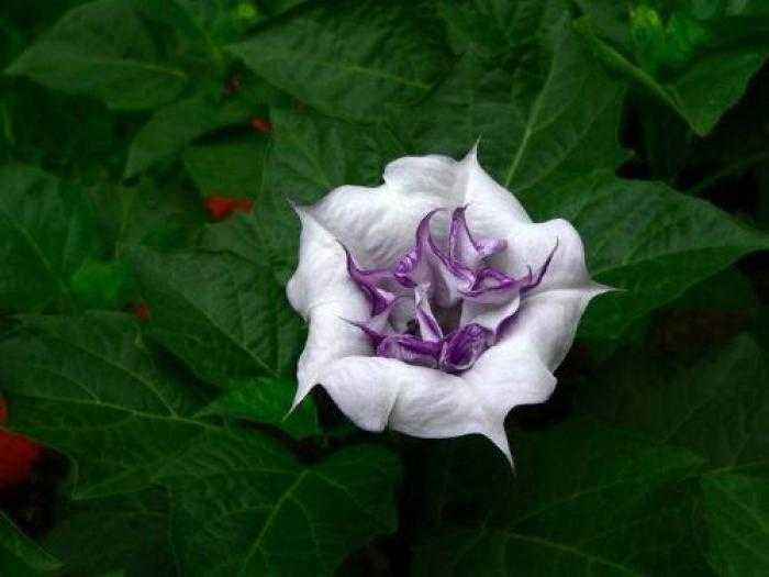 曼陀罗花的好处与坏处,曼陀罗花适合什么人用