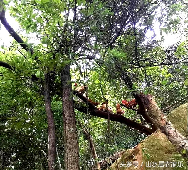原汁原味特色土鸡煲,最好吃的土鸡煲