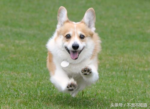 狗狗常见脚垫问题及护理要点,狗狗常见问题和解决方法