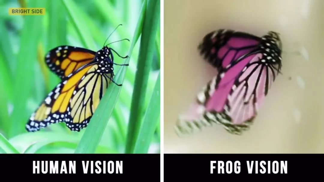 动物眼里的世界长什么样子,动物眼里的世界都是什么颜色