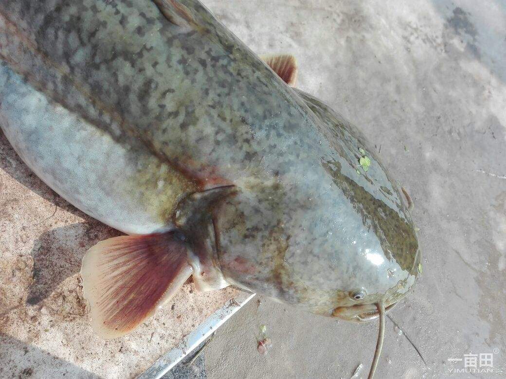 冬天怎么钓胡子鲶好钓,胡子鱼怎么样才好吃